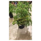Norway Spruce 3 gallon pot
