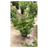 Norway Spruce 3 gallon pot
