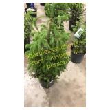 Norway Spruce 3 gallon pot
