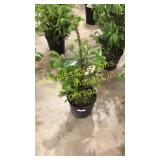 Norway Spruce 3 gallon pot