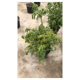 Norway Spruce 3 gallon pot