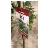 Swamp White Oak 5 gallon pot