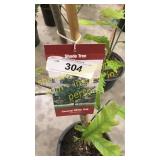 Swamp White Oak 5 gallon pot