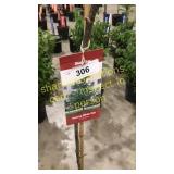 Swamp White Oak 5 gallon pot