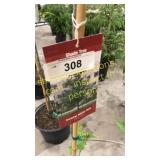 Swamp White Oak 5 gallon pot