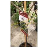 Swamp White Oak 5 gallon pot