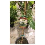 Swamp White Oak 5 gallon pot