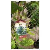 Swamp White Oak 5 gallon pot