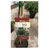 Swamp White Oak 5 gallon pot