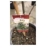 Swamp White Oak 5 gallon pot