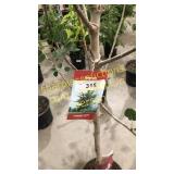 Quaking Aspen 5 gallon pot