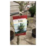 Quaking Aspen 5 gallon pot