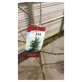 Quaking Aspen 5 gallon pot