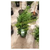 Green Mountain Boxwood 3 gallon pot
