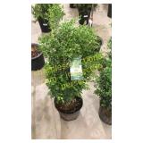 Green Mountain Boxwood 3 gallon pot