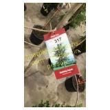 Quaking Aspen 5 gallon pot