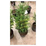 Green Mountain Boxwood 3 gallon pot