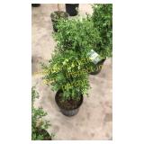 Green Mountain Boxwood 3 gallon pot