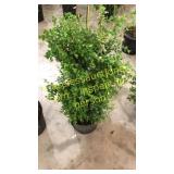 Green Mountain Boxwood 3 gallon pot