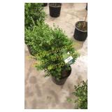 Green Mountain Boxwood 3 gallon pot