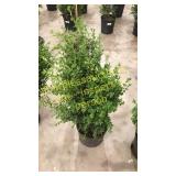 Green Mountain Boxwood 3 gallon pot