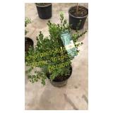 Green Mountain Boxwood 3 gallon pot