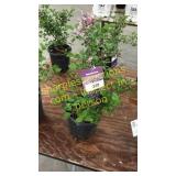 Dwarf Korean Lilac 1 gallon pot