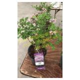 Dwarf Korean Lilac 1 gallon pot