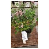 Dwarf Korean Lilac 1 gallon pot