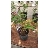 Dwarf Korean Lilac 1 gallon pot