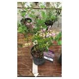 Dwarf Korean Lilac 1 gallon pot