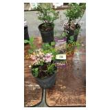 Dwarf Korean Lilac 1 gallon pot