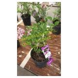 Dwarf Korean Lilac 1 gallon pot