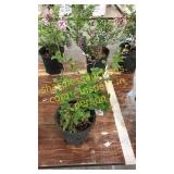 Dwarf Korean Lilac 1 gallon pot