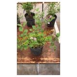 Dwarf Korean Lilac 1 gallon pot