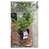 Dwarf Korean Lilac 1 gallon pot