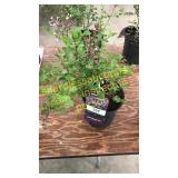 Dwarf Korean Lilac 1 gallon pot