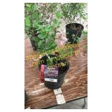 Dwarf Korean Lilac 1 gallon pot