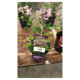 Dwarf Korean Lilac 1 gallon pot