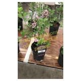 Dwarf Korean Lilac 1 gallon pot