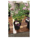 Dwarf Korean Lilac 1 gallon pot