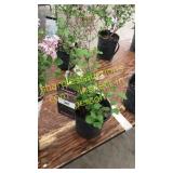 Dwarf Korean Lilac 1 gallon pot