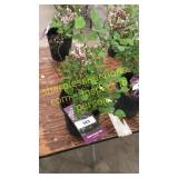 Dwarf Korean Lilac 1 gallon pot