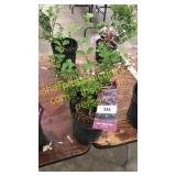 Dwarf Korean Lilac 1 gallon pot