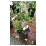 Dwarf Korean Lilac 1 gallon pot