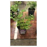 Dwarf Korean Lilac 1 gallon pot