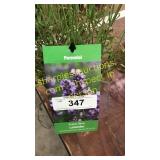 Lavender 1 gallon pot