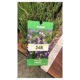 Lavender 1 gallon pot