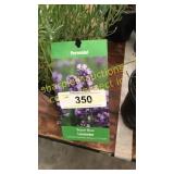 Lavender 1 gallon pot