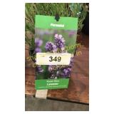 Lavender 1 gallon pot